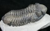 Big, Fat Drotops Trilobite - Great Preparation #10526-4